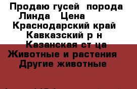   Продаю гусей  порода Линда › Цена ­ 950 - Краснодарский край, Кавказский р-н, Казанская ст-ца Животные и растения » Другие животные   